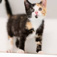 Photo of Peach