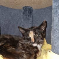 Photo of Tinsel