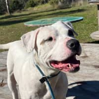 Photo of Bo 
