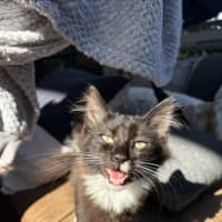 Photo of Tulli   13 Week Old Domestic Medium Hair