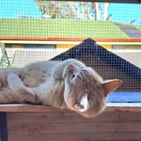 Photo of Archie