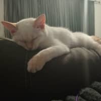 Photo of Ginger Snaps *9 Lives Project Rescue*