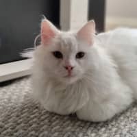 Photo of Casper