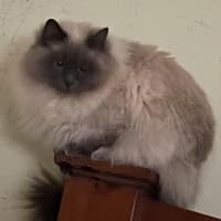 Photo of Milo & Luna