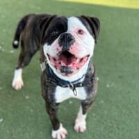 Photo of Buddy