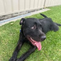 Photo of Tui   1 Year Old Wolfhound X