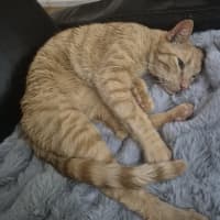 Photo of Cheeto