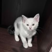 Photo of Odin