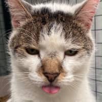 Photo of Oreo