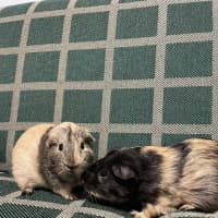 Photo of Crunchy & Tiger