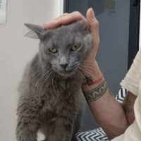 Photo of Delilah (9962)