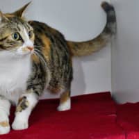 Photo of Rosita Purrez