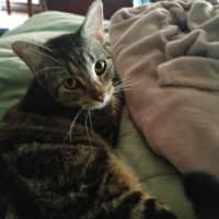 Photo of Cookie