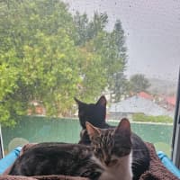 Photo of Tinsel (With Claus)