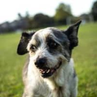 Photo of Gizmo Peggotty