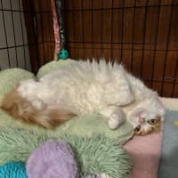 Photo of Snippie