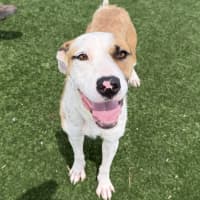 Photo of Sage Imp 161