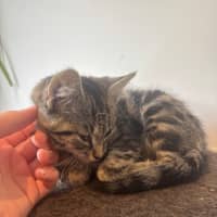 Photo of Puffin Meet Me@Petstock Mornington Nepean Hwy 