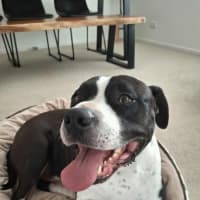 Photo of Zeus   5 Year Old Staffy X