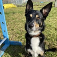 Photo of Dexter
