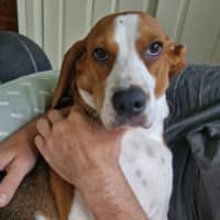 Photo of Obi