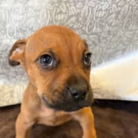 Photo of Sherbert
