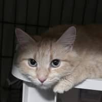 Photo of Kaiya *9 Lives Project Rescue*