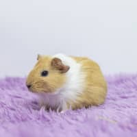 Photo of Sheridan Bucket