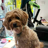Photo of Douglas