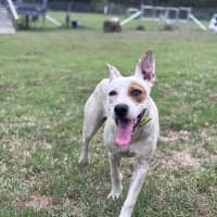 Photo of Pirate