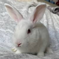 Photo of Sprout