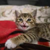 Photo of Triggy
