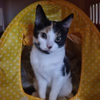Photo of Callie Bean