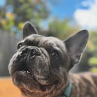 Photo of Mitch   4 Year Old French Bulldog