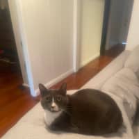 Photo of Muffin