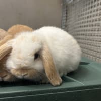 Photo of Cinnamon Bun