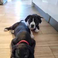 Photo of Loki   8 Week Old Staffy X (On Trial)