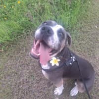 Photo of Buddy Two