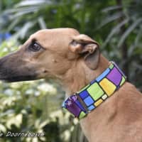 Photo of Mickey (Racing Name Mcnulty)