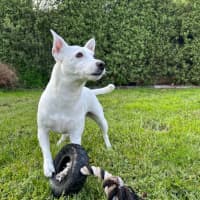 Photo of Koda