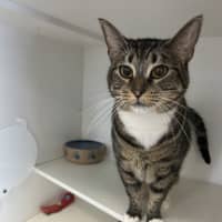 Photo of Tabby