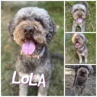 Photo of Lola