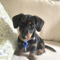 Photo of Archie   4 Month Old Dachshund X