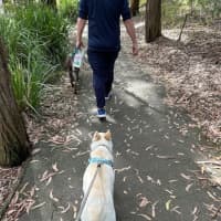 Photo of Azlan   5 Month Old Border Collie X Shepherd