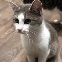 Photo of Indi* 9 Lives Project Rescue*