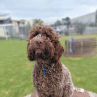Photo of Truffle
