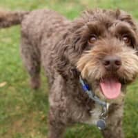 Photo of Milo Russelton