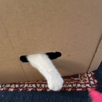 Photo of Patrick Patty Paws