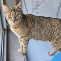 Photo of Willow