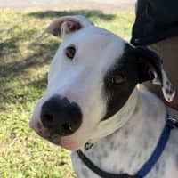Photo of Louie